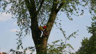 snoeien en rooien van bomen, hoe verwijder ik een boom